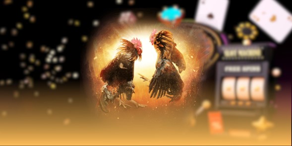 tong-quan-da-ga-tonhon